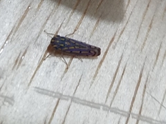 Apogonalia stalii