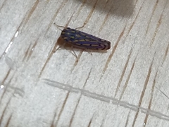 Apogonalia stalii