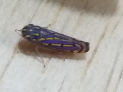 Apogonalia stalii