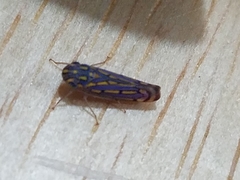 Apogonalia stalii
