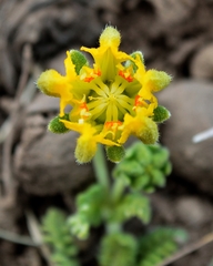 Loasa sigmoidea