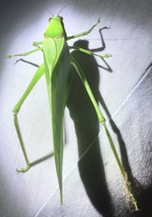 Stilpnochlora quadrata