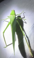 Stilpnochlora quadrata