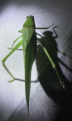 Stilpnochlora quadrata