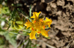 Loasa sigmoidea