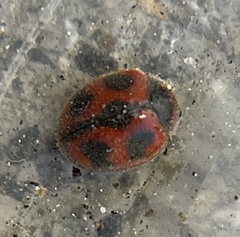 Novius cardinalis