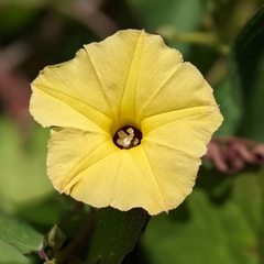 Ipomoea ochracea