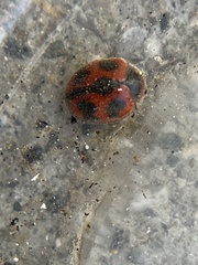 Novius cardinalis