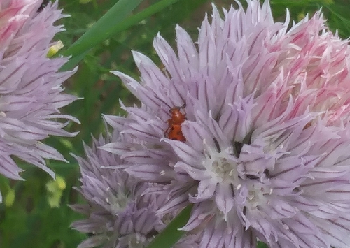 Spotted Asparagus Beetle photo 2