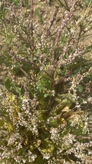 Nepeta parviflora