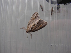 Pseudocoremia lupinata