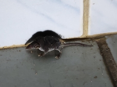 Crocidura fuliginosa