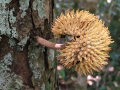 Monimiaceae