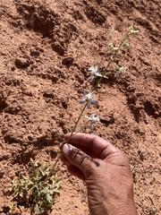 Delphinium scaposum