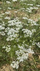 Bifora radians