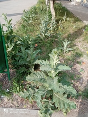 Onopordum acanthium