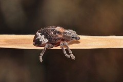 Oxyops fasciatus