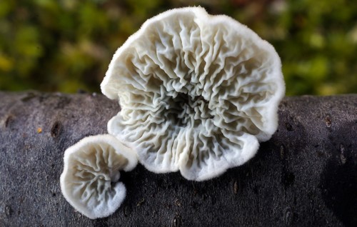 Plicatura crispa nuotrauka