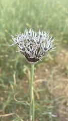 Allium cyrillii