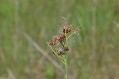 Rhynchospora recognita