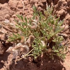 Astragalus desperatus