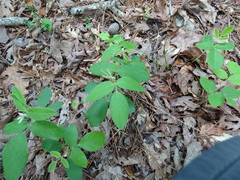 Desmodium nuttallii