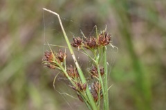 Rhynchospora recognita