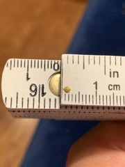 Rhynchospora recognita