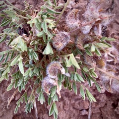 Astragalus desperatus