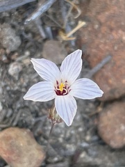 Linanthus orcuttii