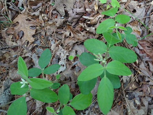 Image of Desmodium nuttallii by (c) Thomas Koffel, some rights reserved (CC BY)