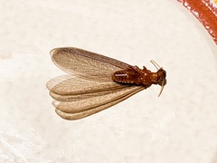 Zootermopsis nevadensis