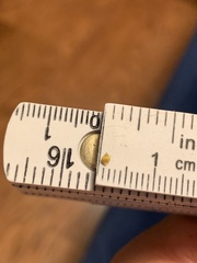 Rhynchospora recognita