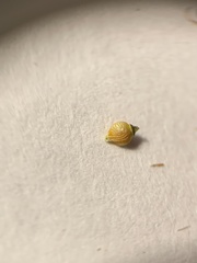 Rhynchospora recognita