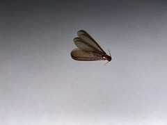 Zootermopsis nevadensis