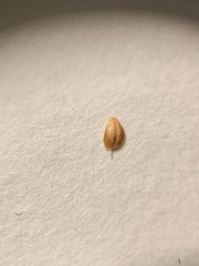 Rhynchospora recognita