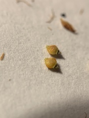 Rhynchospora recognita