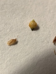 Rhynchospora recognita