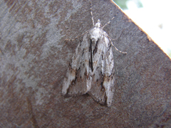 Pseudocoremia lupinata