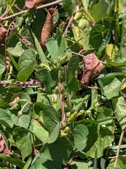 Ipomoea ochracea
