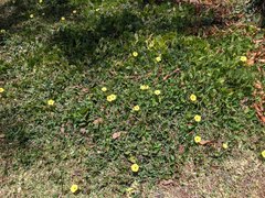 Ipomoea ochracea