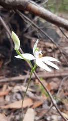Caladenia picta