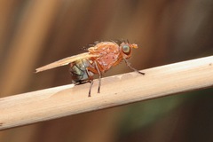 Meiosimyza appula