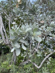 Conocarpus