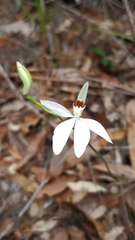 Caladenia picta