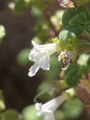 Clinopodium chandleri
