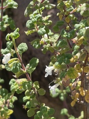 Clinopodium chandleri