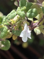 Clinopodium chandleri