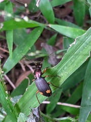 Chlaenius bioculatus