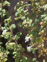Clinopodium chandleri